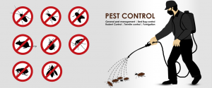 Pest Contro Service In Dhaka